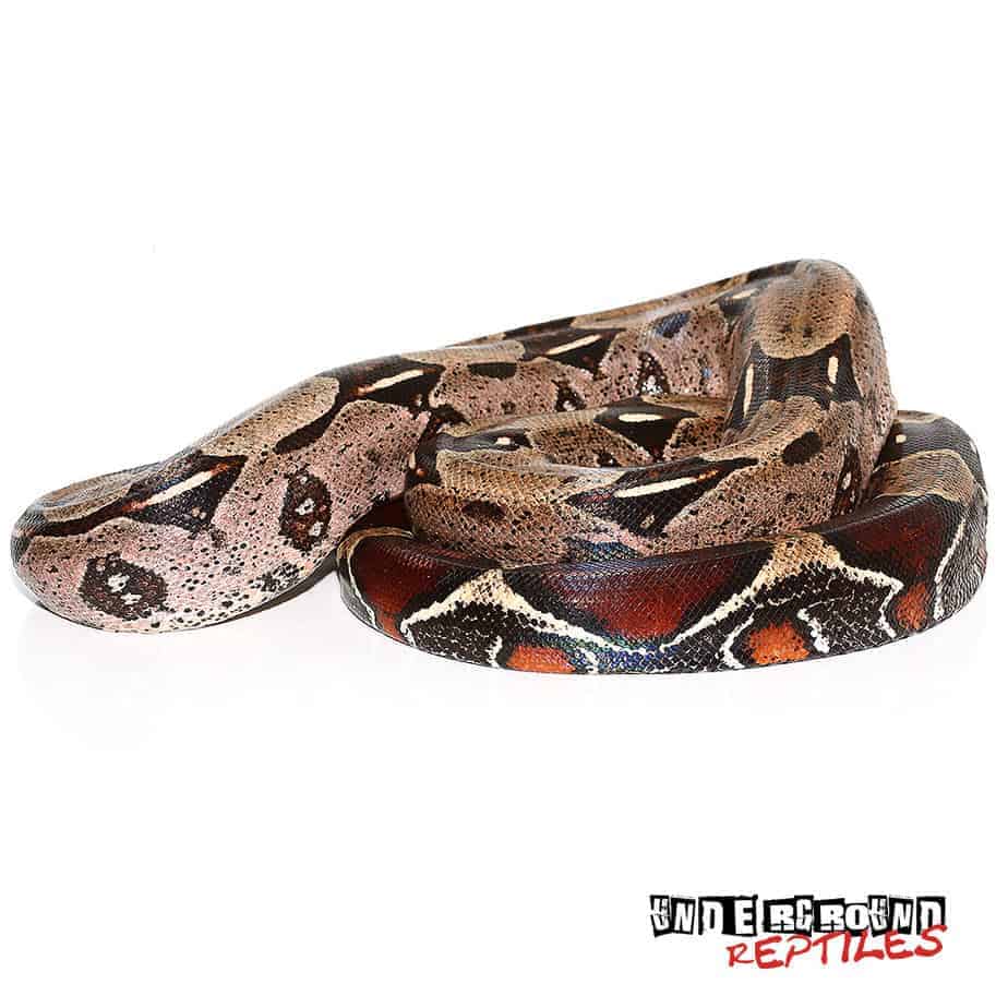 Guyana Redtail Boa - Underground Reptiles