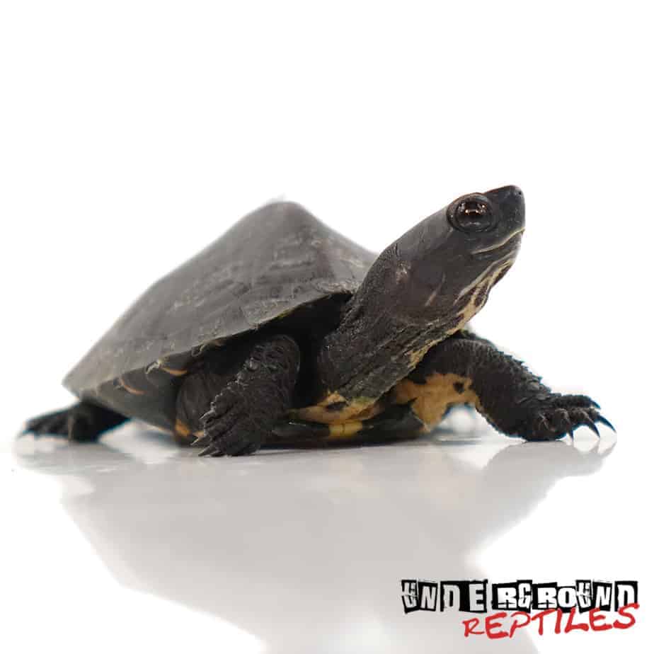 Baby Kwangtung River Turtle - Underground Reptiles