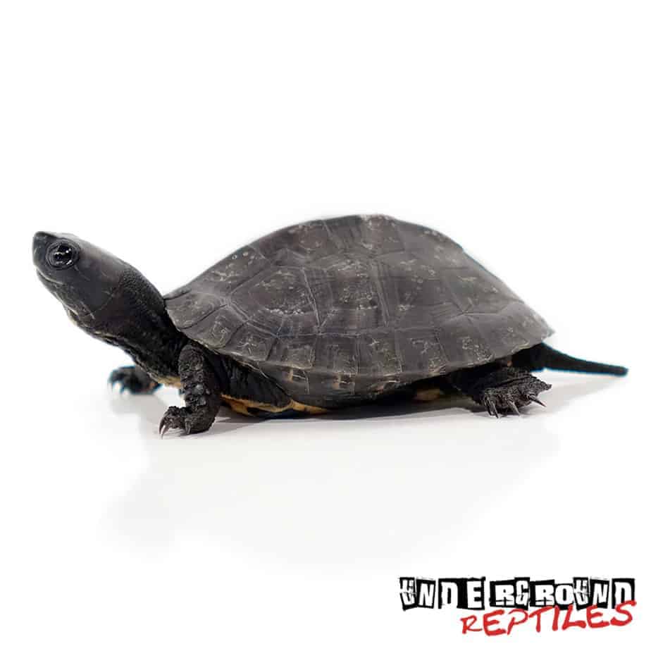 Baby Kwangtung River Turtle - Underground Reptiles