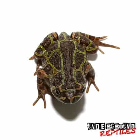 Marbled Hopper Frogs For Sale - Underground Reptiles