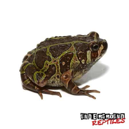 Marbled Hopper Frogs For Sale - Underground Reptiles