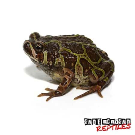 Marbled Hopper Frogs For Sale - Underground Reptiles
