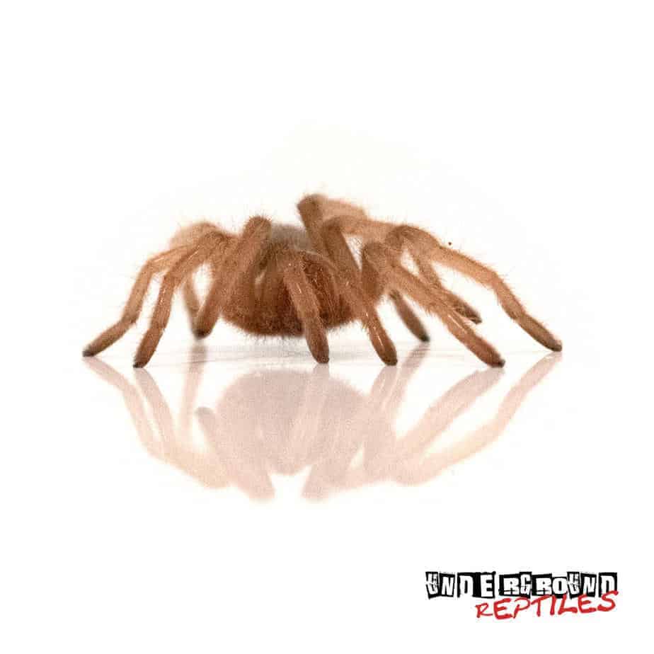 Mexican Golden Red Rump Tarantula Underground Reptiles Mexican Golden Red Rump Tarantula Underground Reptiles