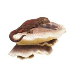 Mushroom Feeding Ledge For Sale - Underground Reptiles