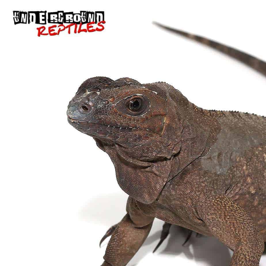 Rhino Iguanas For Sale - Underground Reptiles