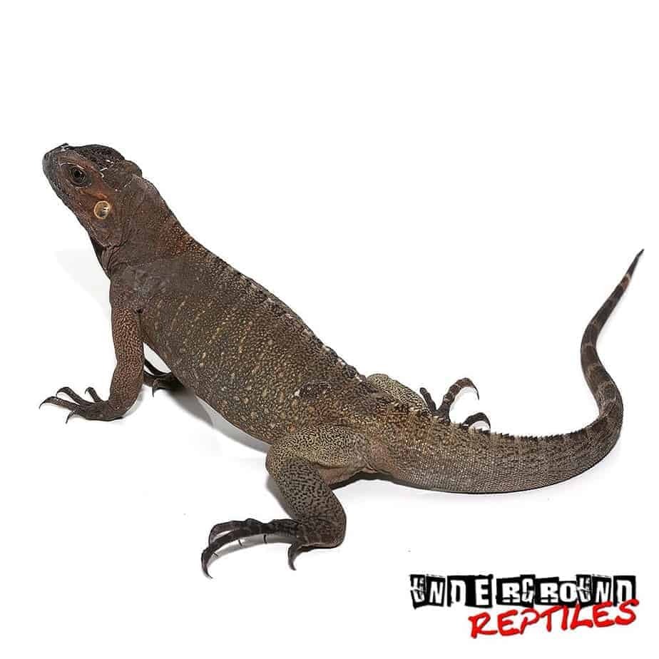 Rhino Iguanas For Sale - Underground Reptiles