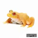 Albino Bullfrog For Sale - Underground Reptiles
