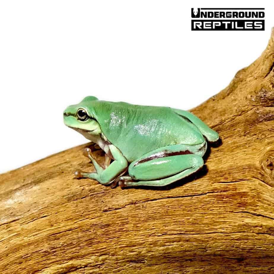 baby australian blue dumpy tree frog for sale Underground Reptiles
