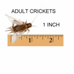 1 Inch Adult Crickets For Sale - Underground Reptiles