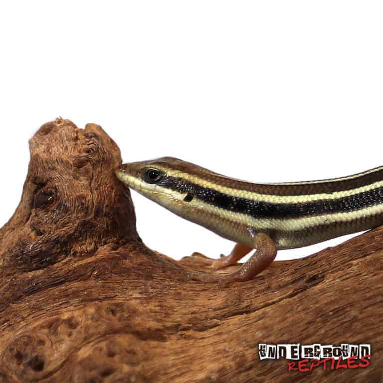 Blue Tailed Skinks For Sale Underground Reptiles
