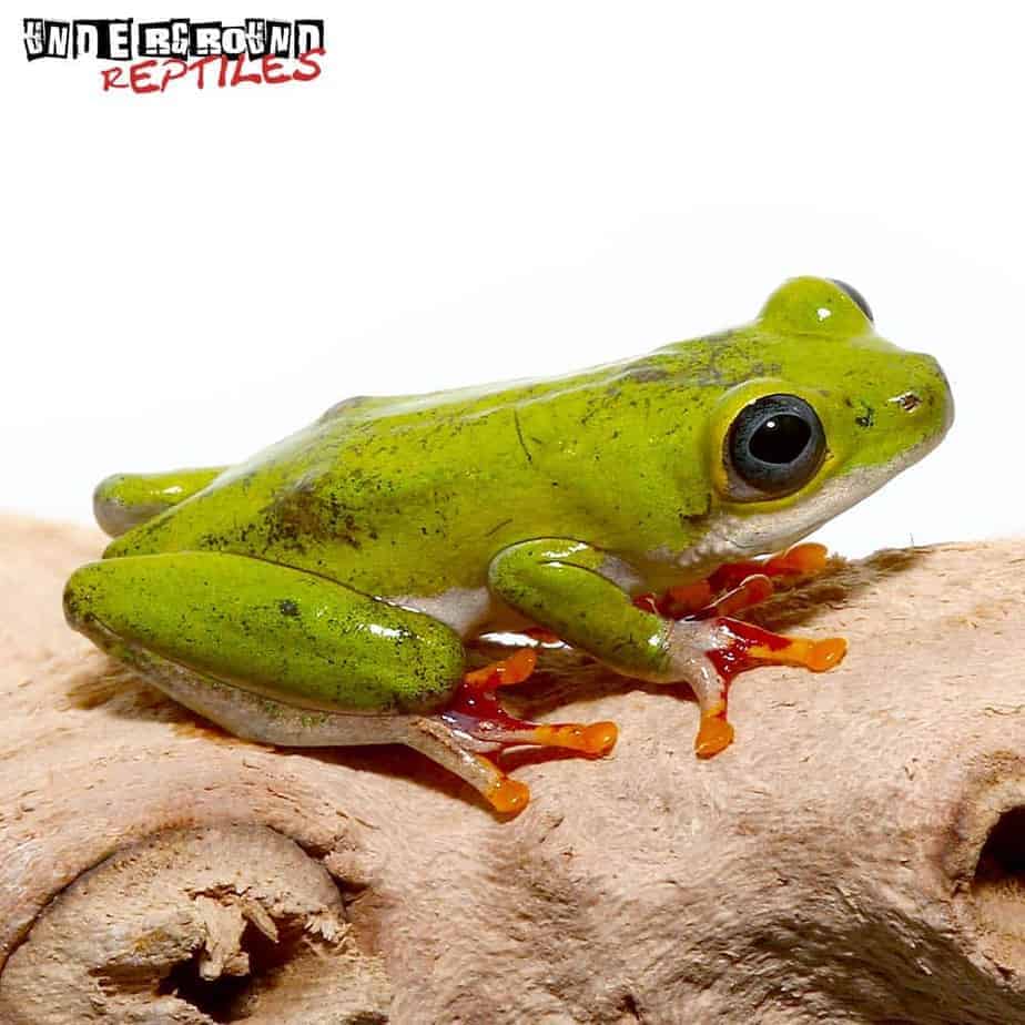 Reed Frogs Underground Reptiles FOR SALE ORDER NOW