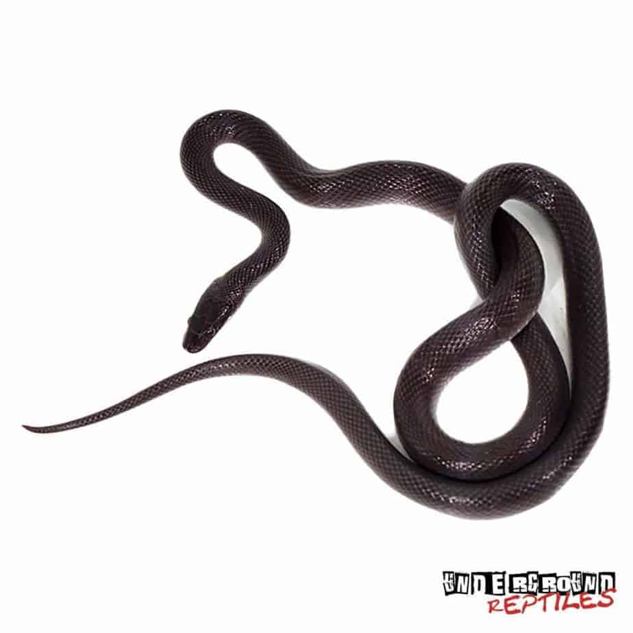 African House Snakes For Sale Underground Reptiles   Africanhousesnake3 1 