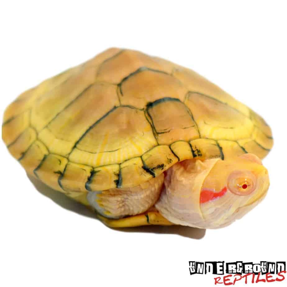 Albino Red Ear Slider Turtle Underground Reptiles