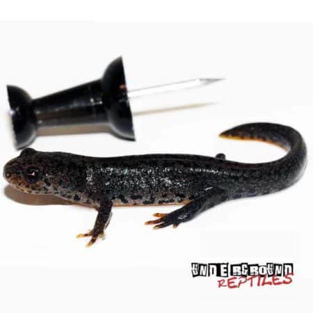 Italian Alpine Newt For Sale - Underground Reptiles
