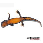 Italian Alpine Newt For Sale - Underground Reptiles
