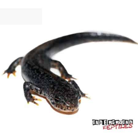 Italian Alpine Newt For Sale - Underground Reptiles