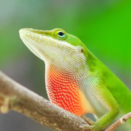 Lizards For Sale - Underground Reptiles