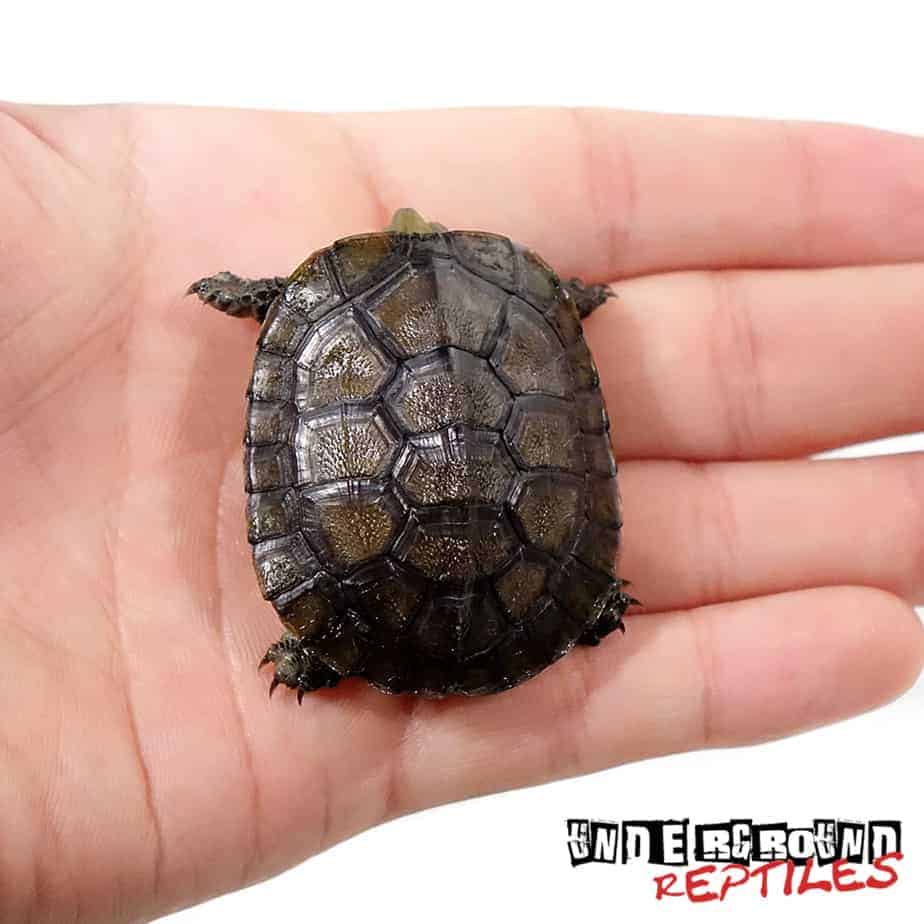 Baby Asian Yellow Pond Turtle