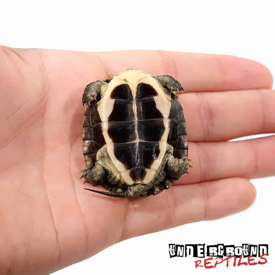 Baby Asian Yellow Pond Turtle