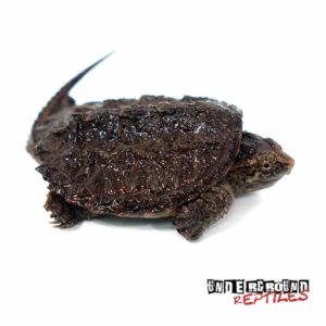 Baby Common Snapping Turtle For Sale - Underground Reptiles