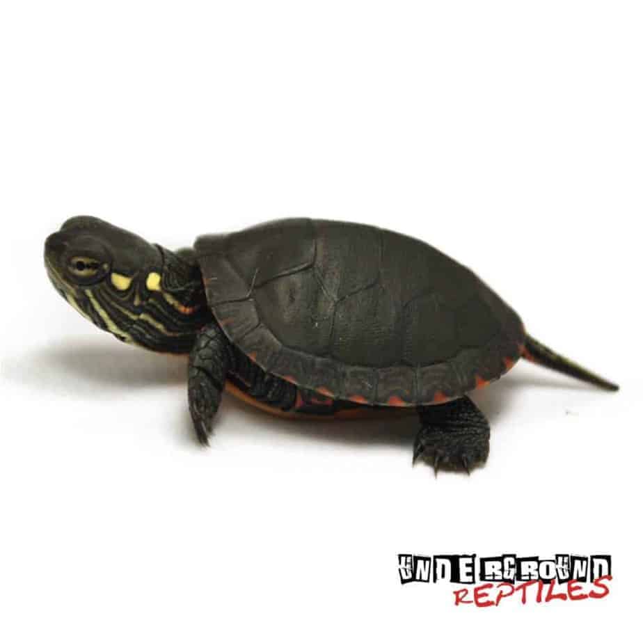 Baby Eastern Painted Turtles For Sale - Underground Reptiles