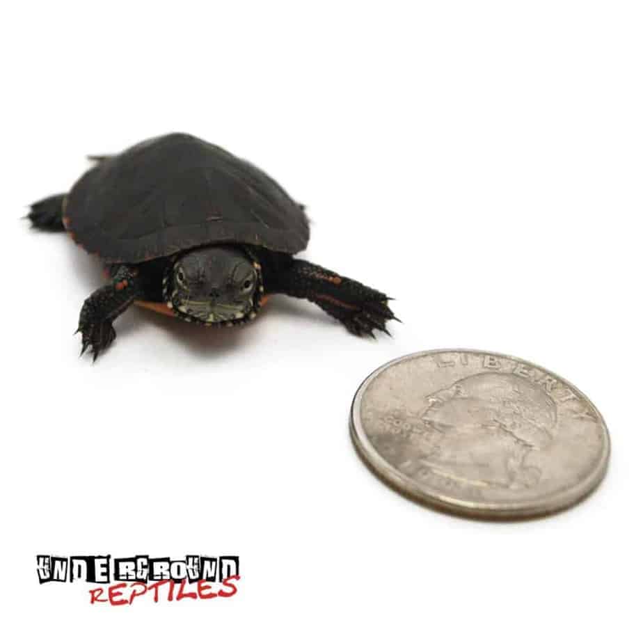 Baby Eastern Painted Turtles For Sale - Underground Reptiles