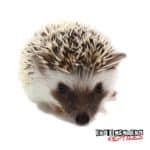 Baby Hedgehogs For Sale - Underground Reptiles