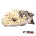Baby Hedgehogs For Sale - Underground Reptiles