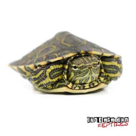 Baby Mexican Ornate Slider Turtles (trachemys Venusta Venusta) For Sale 