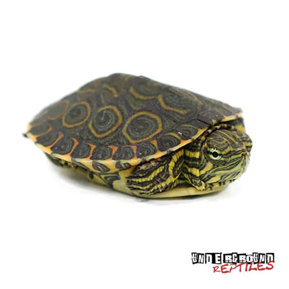 Baby Mexican Ornate Slider Turtles (Trachemys venusta venusta) For Sale ...