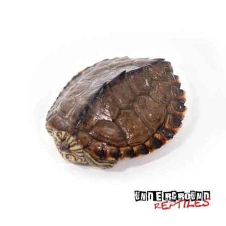 Baby Pearl River Map Turtle For Sale - Underground Reptiles