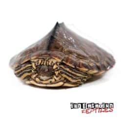 Baby Pearl River Map Turtle For Sale - Underground Reptiles