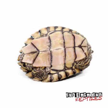 Baby Pearl River Map Turtle For Sale - Underground Reptiles