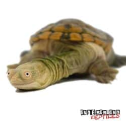 Siebenrock's Snake Necked Turtle For Sale - Underground Reptiles