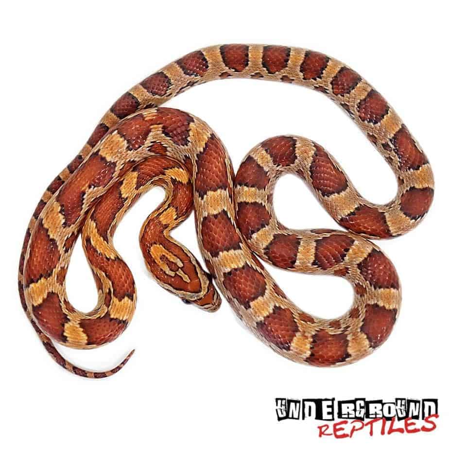 Baby Cornsnake For Sale - Underground Reptiles