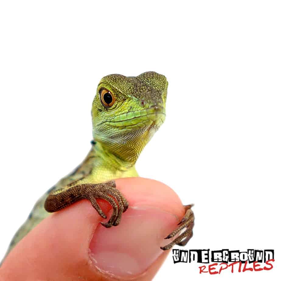 Green Basilisks For Sale Underground Reptiles