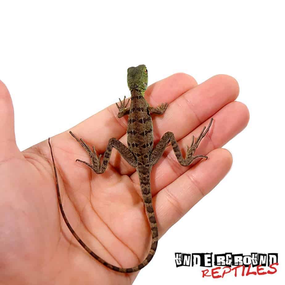 Green Basilisks For Sale - Underground Reptiles