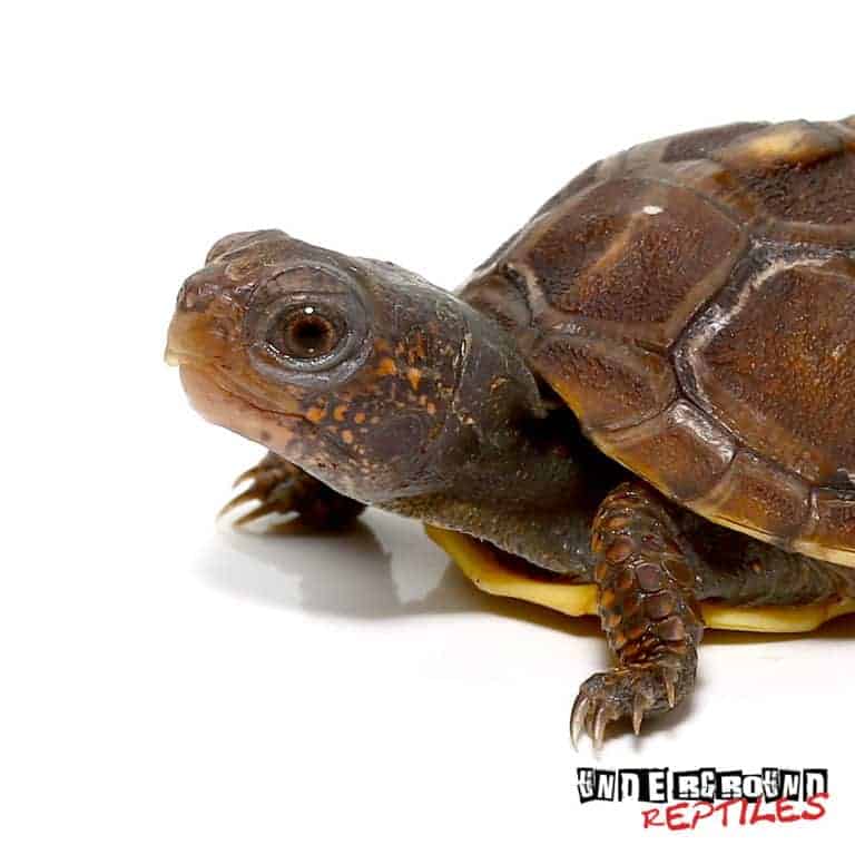 Baby Hybrid Box Turtles For Sale - Underground Reptiles