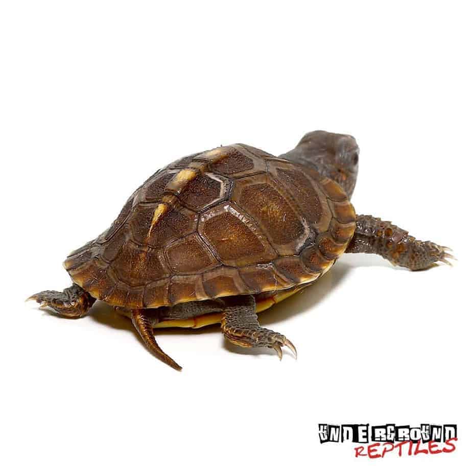 Baby Hybrid Box Turtles For Sale - Underground Reptiles