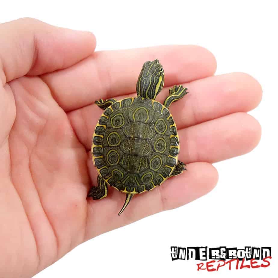 Baby Nicaraguan Ornate Slider Turtle - Underground Reptiles