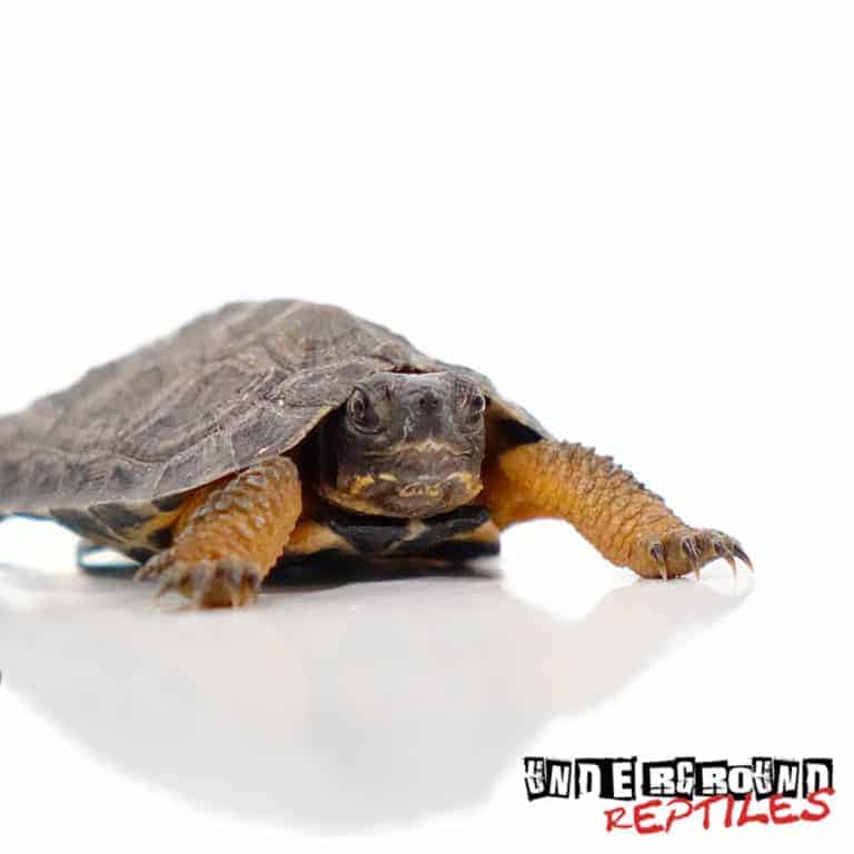 Baby North American Wood Turtles For Sale - Underground Reptiles