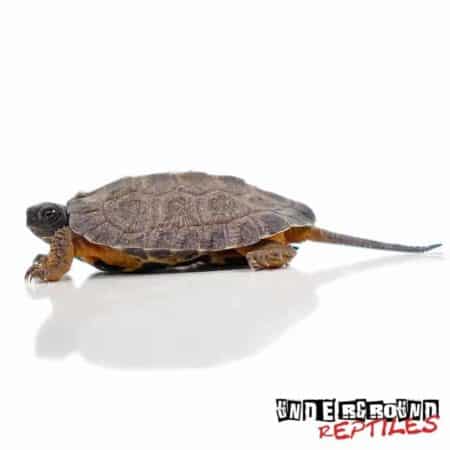 Baby North American Wood Turtles For Sale - Underground Reptiles