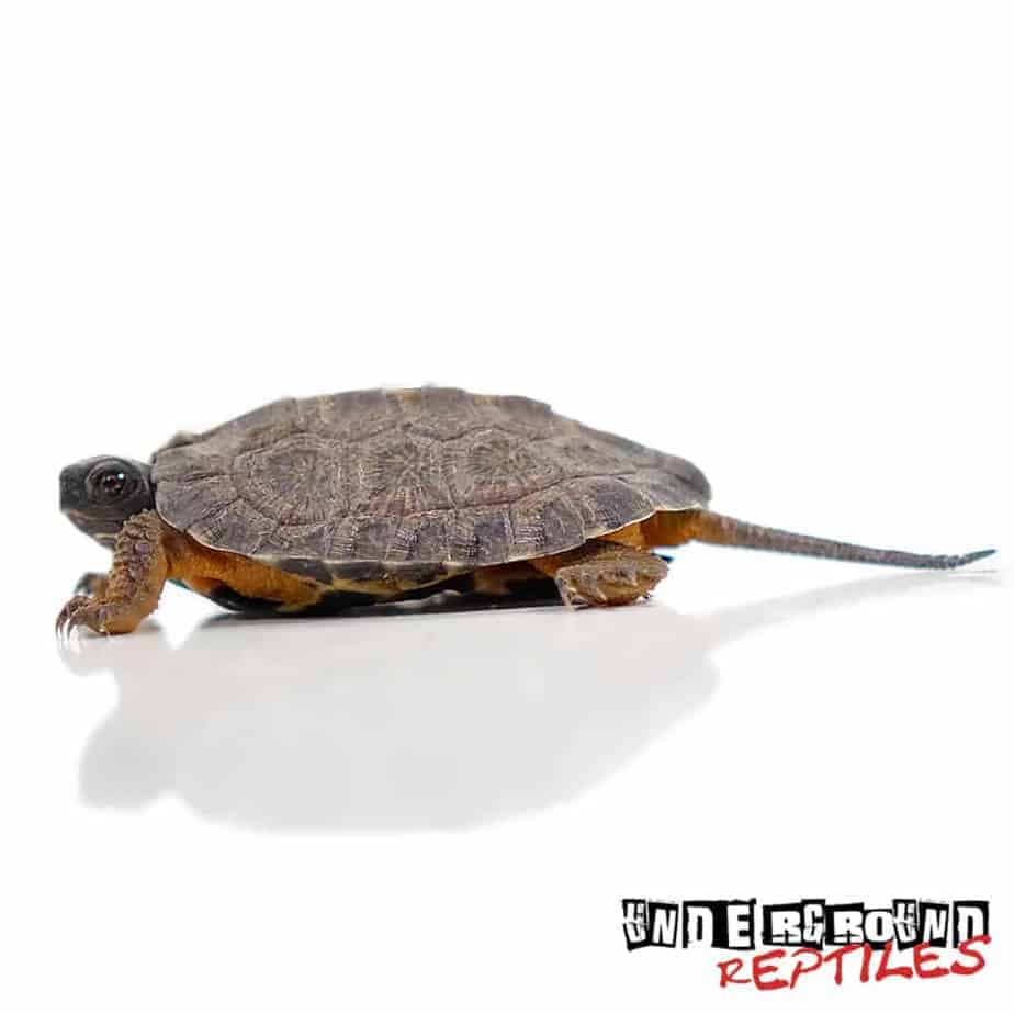 Baby North American Wood Turtles For Sale - Underground Reptiles