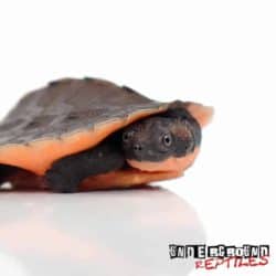 Baby Pinkbelly Snapping Turtle For Sale - Underground Reptiles