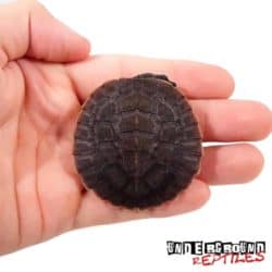 Baby Pinkbelly Snapping Turtle For Sale - Underground Reptiles