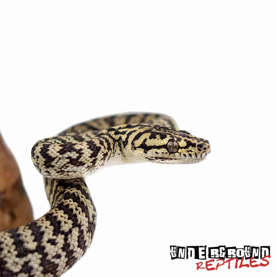 Baby Zebra Jungle Carpet Pythons For Sale Underground Reptiles