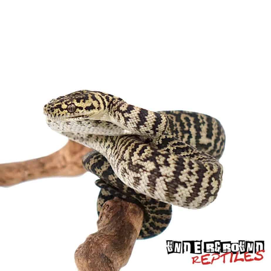 Baby Zebra Jungle Carpet Pythons For Sale Underground Reptiles