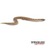 Baby Anaconda Het Albino Western Hognose Snake For Sale - Underground Reptiles