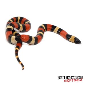 Baby Apricot Pueblan Milksnakes For Sale - Underground Reptiles