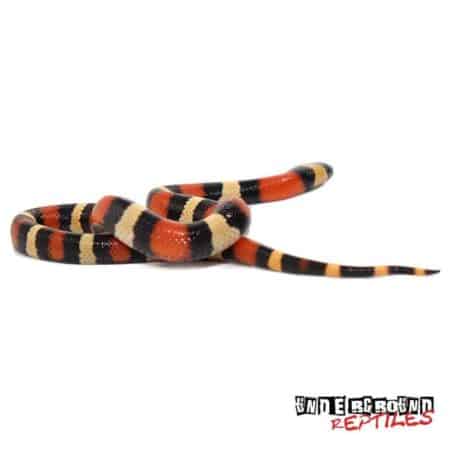 Baby Apricot Pueblan Milksnake For Sale - Underground Reptiles